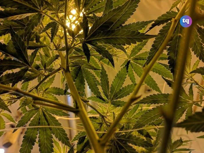 Indica Strains