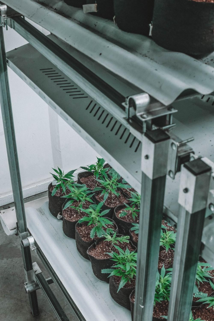 Conditions Necessary for Indoor Marijuana Grows